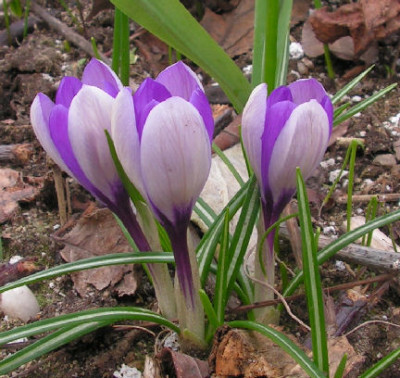 Crocus_Yalta_002.jpg