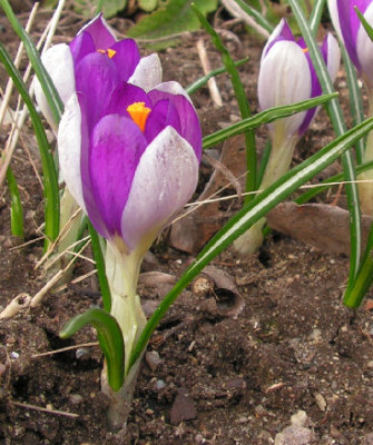 Crocus_Fantasy_026.jpg