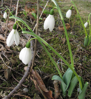 IMG_5186_Galanthus_30Jan2022_.jpg