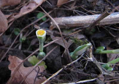 IMG_5228_Galanthus_nivalis_5Febr2022_.jpg