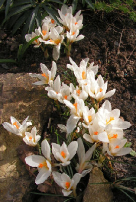 Crocus_malyi_Sveti_Roc_020.jpg