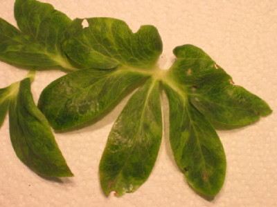 Laub_Helleborus.jpg