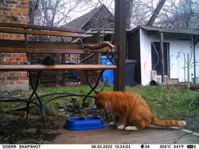 Garfield.jpg