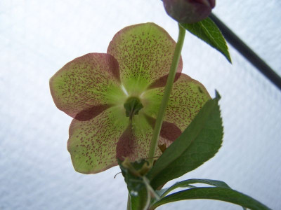 100_1003_HELLEBORUS_orient._Hybr.Nr.5_inter.__800.jpg