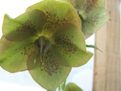 100_1004_HELLEBORUS_orient._Hybr._inter.__800.jpg