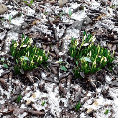 Leucojum.jpg