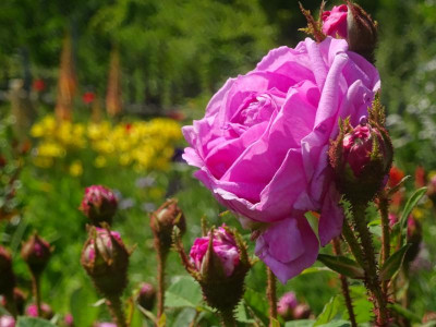 moosrose mit knospen.JPG
