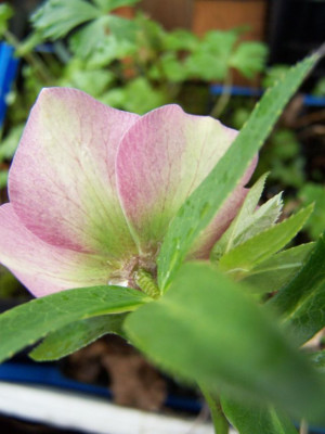100_1006_HELLEBORUS_orient._Hybr._exter._____640.jpg