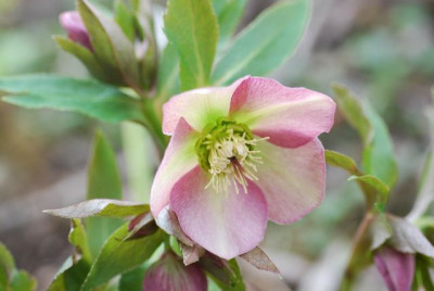 H.zartrosa.jpg