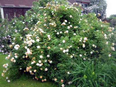 Rose 'Ghislaine de Féligonde' 2.jpg