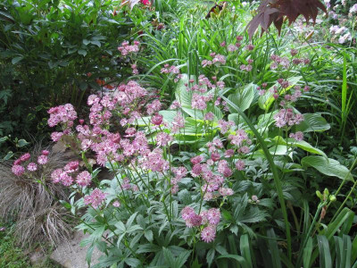 Astrantia major 'Ruby Wedding'_5260.JPG