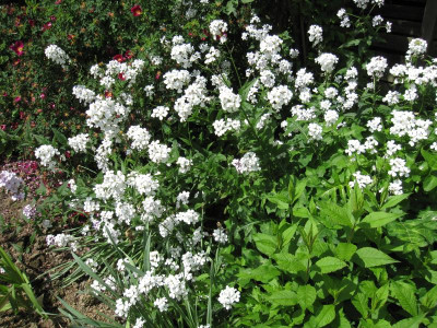 Hesperis matrionalis_0547.JPG