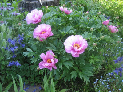 Paeonia 'First Arrival'_4903.JPG