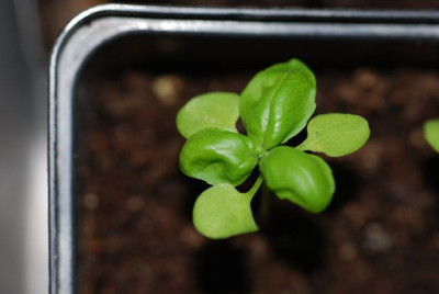 Basilikum_trilliifolium.jpg