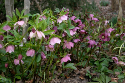 Heleborus2507a.jpg