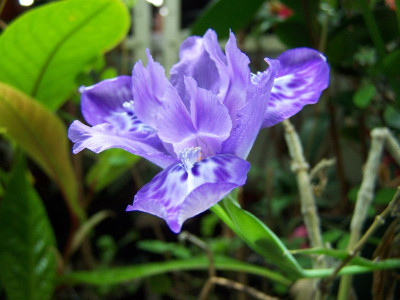100_1007_IRIS_narcissiflora_1__800.jpg