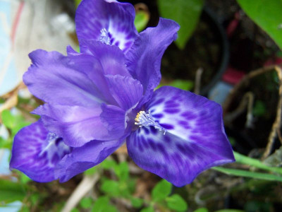 100_1011_IRIS_narcissiflora_5__800.jpg