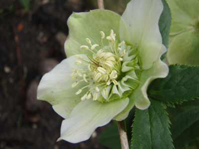Helleborus_Ag.jpg