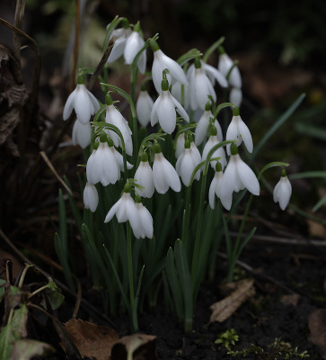 DSC_4269_DxO.jpg