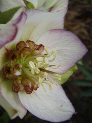 Helleborus_Ap.jpg