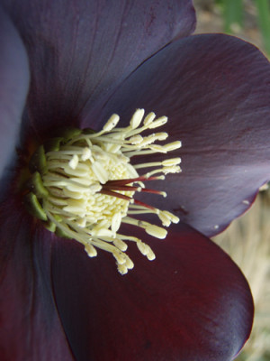 Helleborus_d.jpg