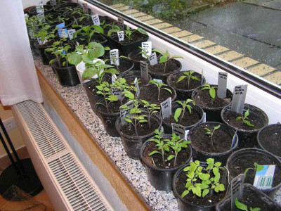 1tomaten120308.jpg
