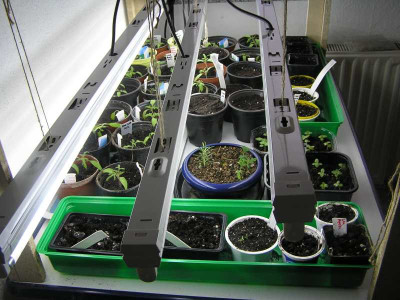 2tomaten120308.jpg