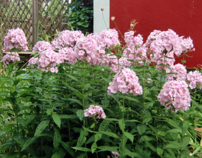 Phlox.JPG