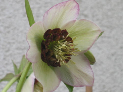 Heli_anemone_van_Poucke_.jpg