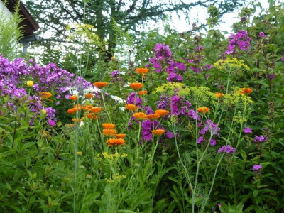 phloxringelblumen (2).JPG