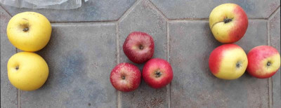 Säulenapfel Goldlane_Roter Münsterländer Borsdorfer_Whiltshire.jpg