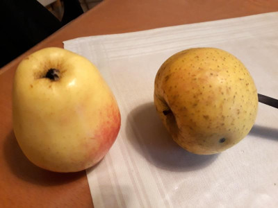 links Glockenapfel rechts Cabarette.jpg