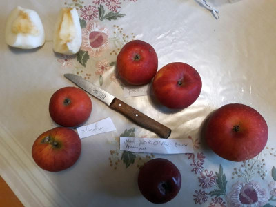 Cabarette Glockenapfel geschält gebräunt_ganz rechts Reinette Hernault.jpg