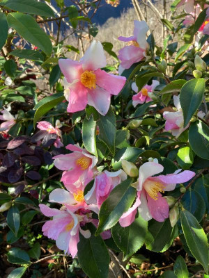 Yume Einzelblüten.jpg