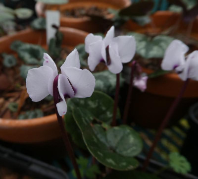 Cyclamen coum nicht Porcelain.jpg