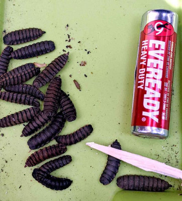 MIGRATING-LARVAE-[WEB].jpg