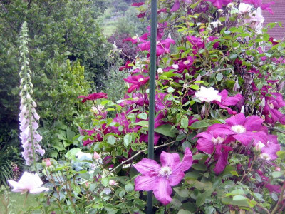 06 'Rouge Cardinal', 'New Dawn'_5402.JPG
