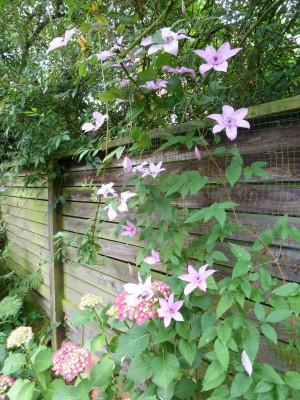 Clematis 'Nelly Moser'_P1040458.JPG