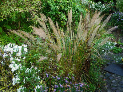 Calamagrostis arundinacea var. brachytricha 2020-10-28.JPG