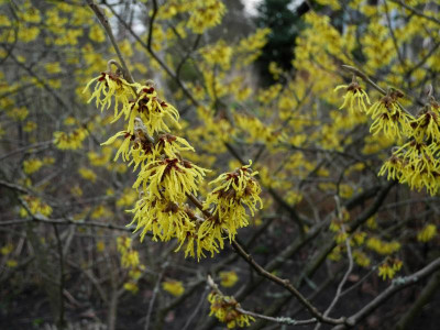 Hamamelis mollis 'Pallida' 2022-01-27 (1).JPG