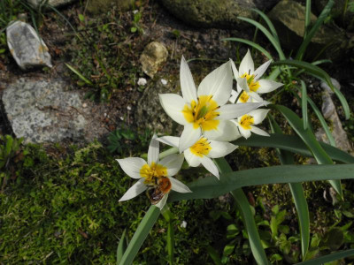 turkestanica 2015-04-10.JPG