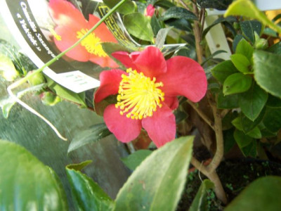 100_0733_CAMELLIA_sasanqua_Yuletide_640.jpg