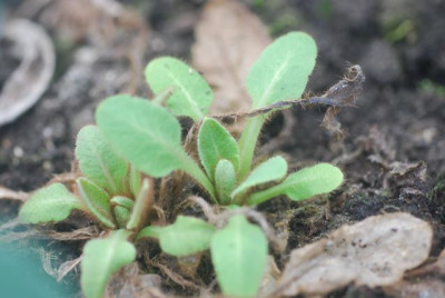 Scheinmohn_Austrieb_2008.jpg