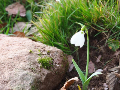 Galanthus elwesii fett P2120053.JPG