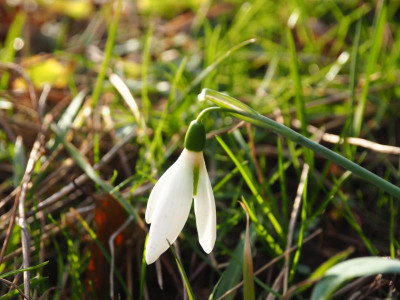 Galanthus elwesii Sickle P2120056.JPG