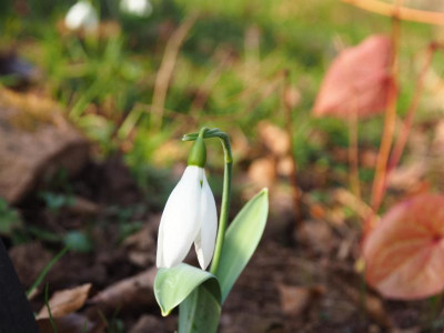 Galanthus elwesii Maidwell P2120059.JPG