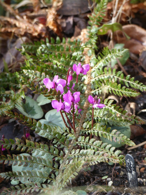 2022-02-12 Gartenimpressionen 1.jpg