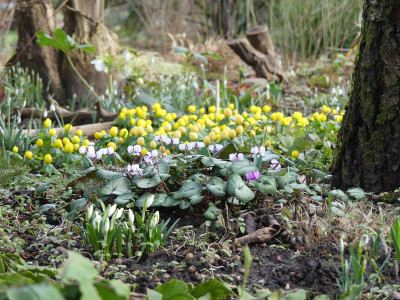 2022-02-12 Gartenimpressionen 2.jpg