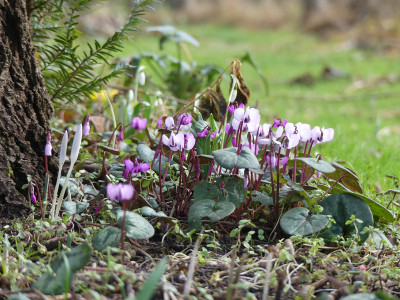 2022-02-12 Gartenimpressionen 3.jpg