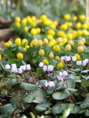 2022-02-12 Gartenimpressionen 6.jpg